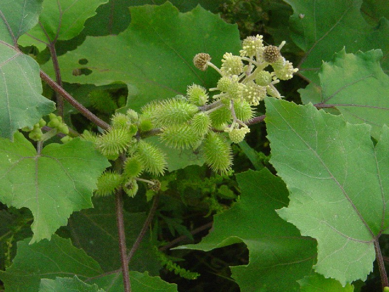 Снимка на магарешка трън (Xanthium spinosum) с ясно видими шипове.